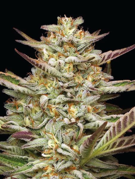 Gazzurple > Humboldt Seed Company | Graines Féminisées  |  Sativa